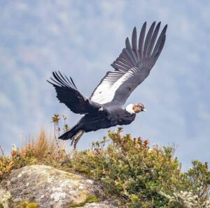 Tour grupal: Avistamiento del Cóndor Andino y Termales de San Juán - Parque Nacional Puracé